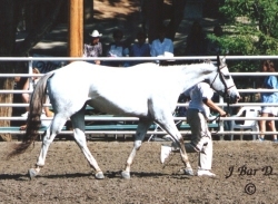 Certified Professional Appraiser